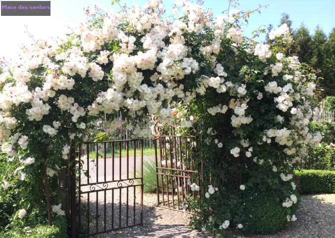 Fête des Roses | Portes-Ouvertes 'Au Fil des Roses" à Orp-le-grand