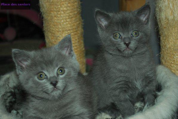 Magnifiques chatons chartreux  à Nice