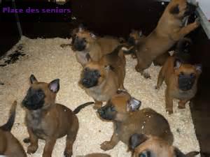 Splendides chiots Bergers Belges Malinois LOF... à Aubusson