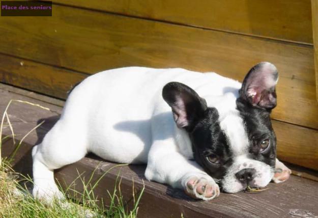 Jolie chiot bouledogue français à céder‏ à Mureaux