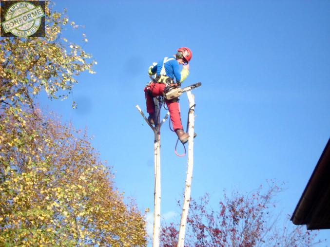 Taille,  abattage, démontage, diagnostic arboricole, plantation, conseils à Thonon les bains