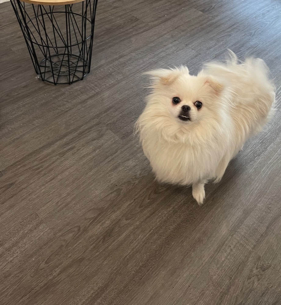 animaux-ile-de-france-hauts-de-seine-adorable-spitz-a-donner-donner3172235383948707274.jpg