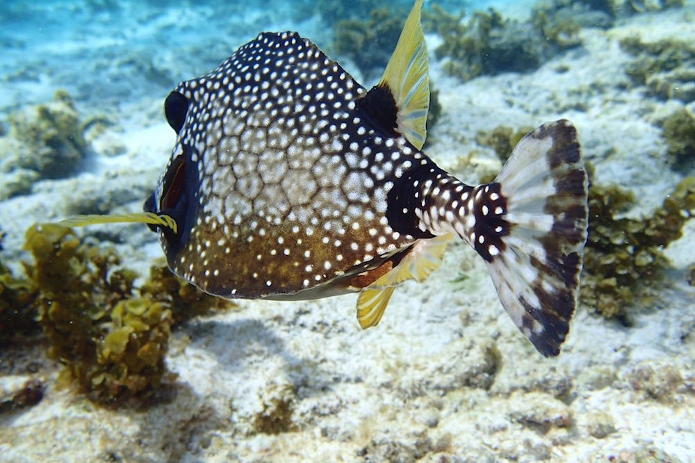 sejour-amp-voyages-guadeloupe-excursion-voile-amp-snorkeling-aux-saintes6213944455862637274.jpg