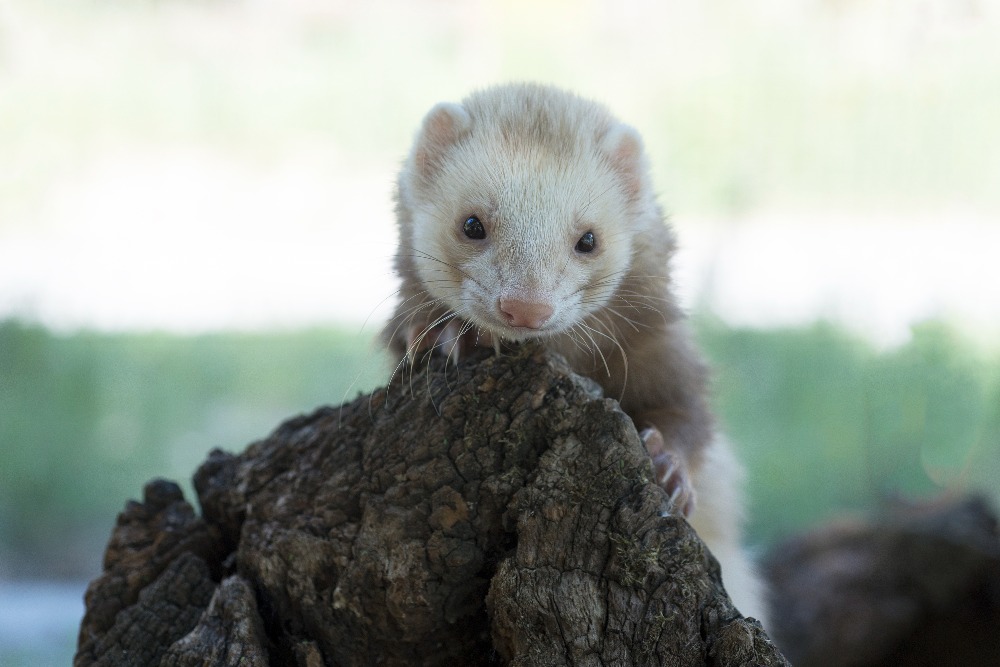 jeux-amp-divertissement-auvergne-rhone-alpes-ardeche-parc-animalier-de-lussas161318313543465866.jpg